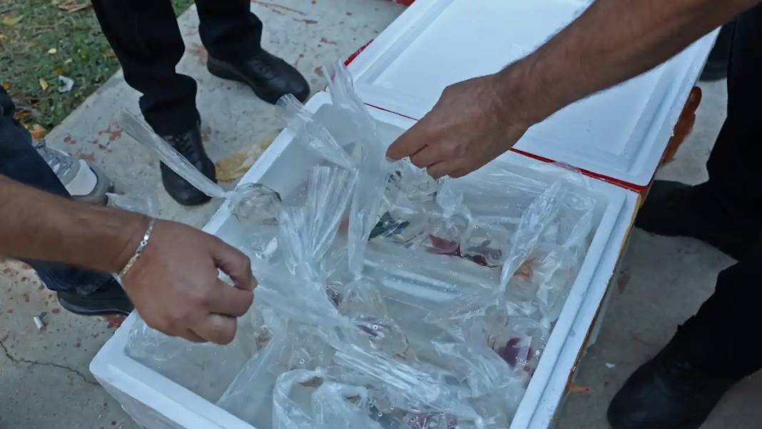 Kolilerden Horoz ve Güvercin Çıktı! 4